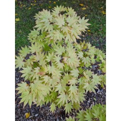 Acer shirasawanum 'Autumn Moon' - leaves in early autumn