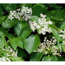 Cornus controversa 'Green Carpet' - summer leaves and flowers