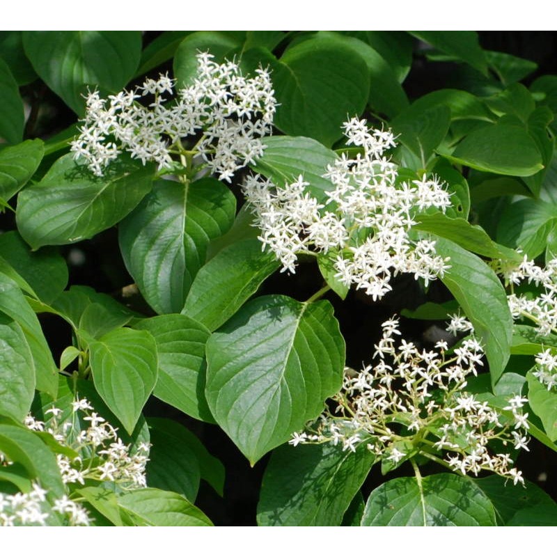 Cornus controversa 'Green Carpet' - summer leaves and flowers Cornus controversa 'Green Carpet' - summer leaves and flowers