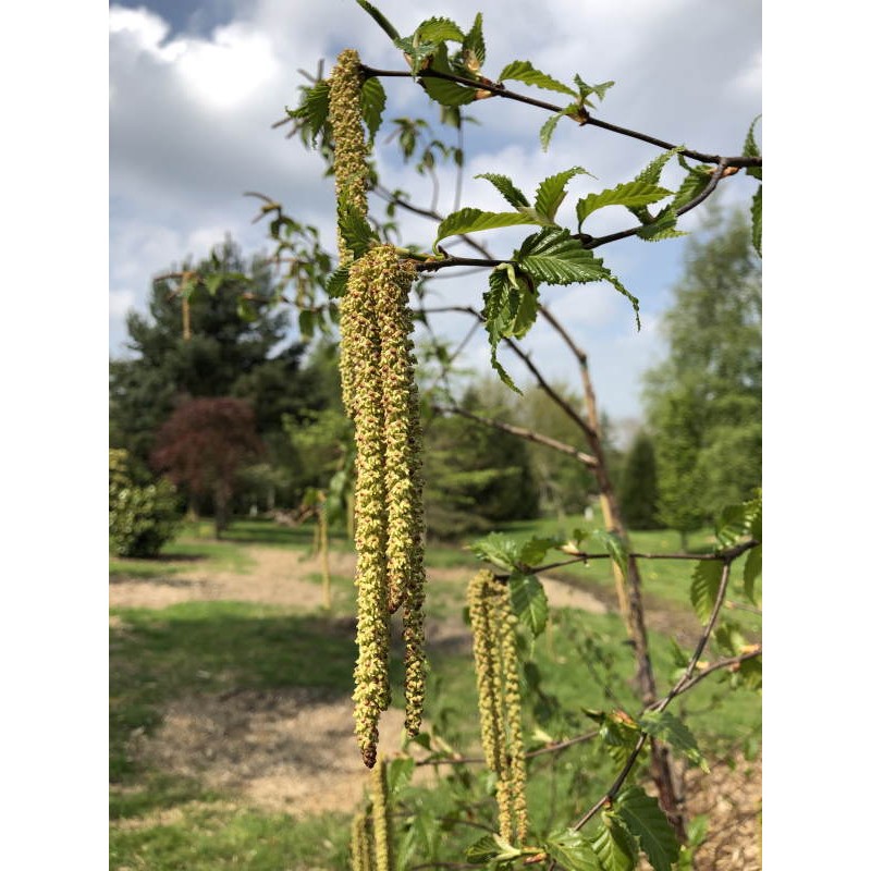 Betula utilis 'Chris Sanders' - catkins