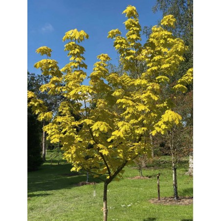 Acer platanoides 'Princeton Gold'
