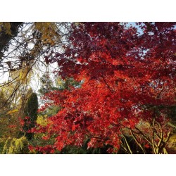 Acer palmatum 'Bloodgood' - autumn colour