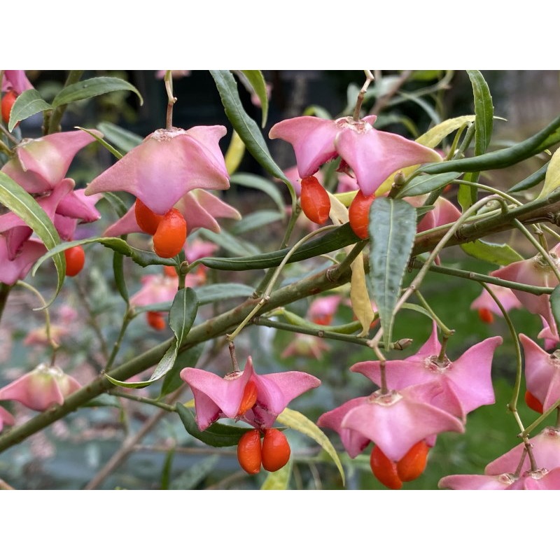 Euonymus clivicola - fruit in autumn