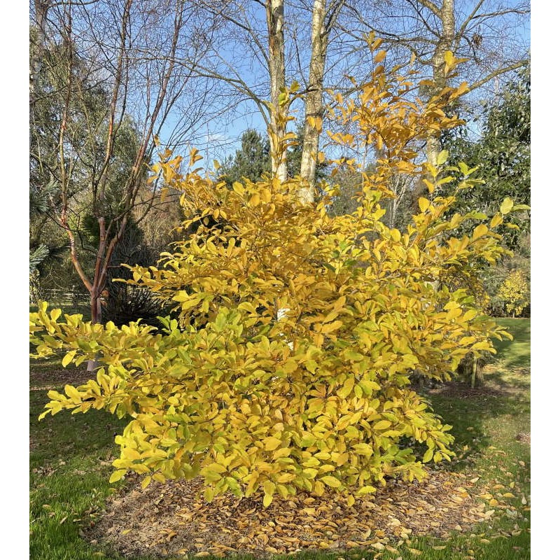 Magnolia x loebneri 'Leonard Messel' - autumn colour