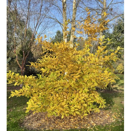 Magnolia x loebneri 'Leonard Messel' - autumn colour