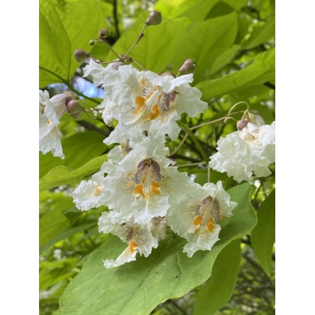 Catalpa bignonioides 'Aurea' - flowers in summer Catalpa bignonioides 'Aurea' - flowers in summer