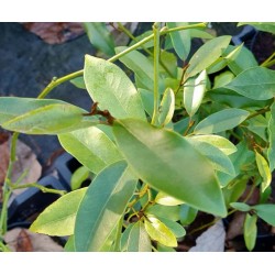 Magnolia compressa - evergreen leaves in winter
