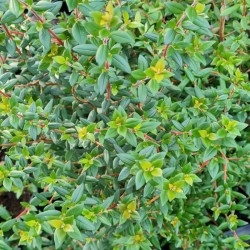 Ugni molinae - dark green foliage