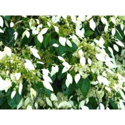 Schizophragma integrifolium - summer flowers