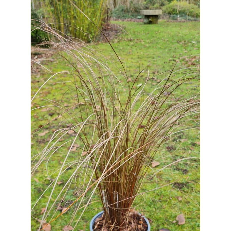 Image of Veronicastrum and Carex Red Rooster