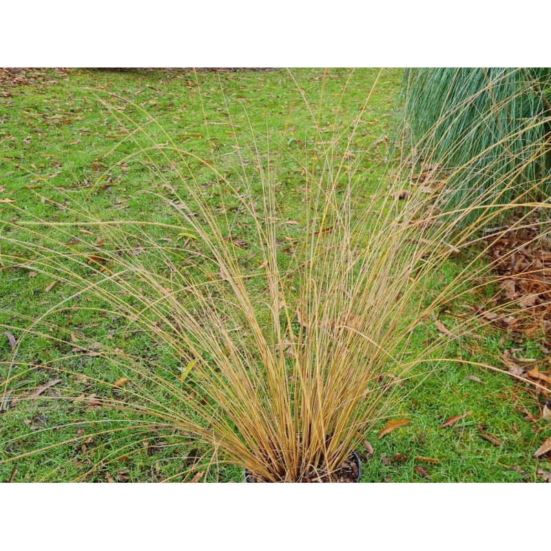 Chionochloa rubra (Red Tussock Grass)