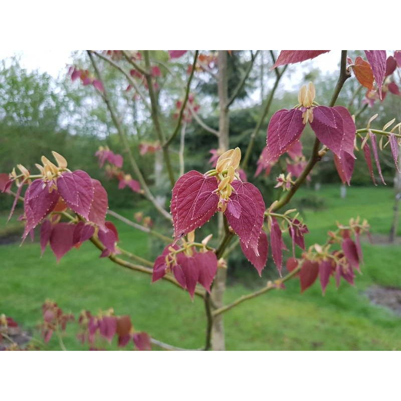 Tilia endochrysea - dark purple-red leaves in spring