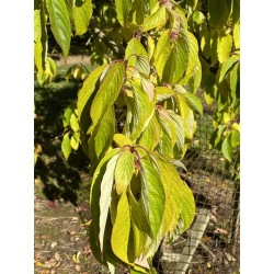 Cornus macrophylla - autumn colour