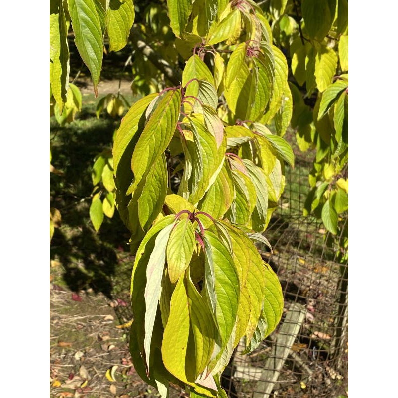 Cornus macrophylla - autumn colour