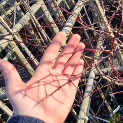 Crataegus tracyi 'Calamity Creek' - thorns in winter