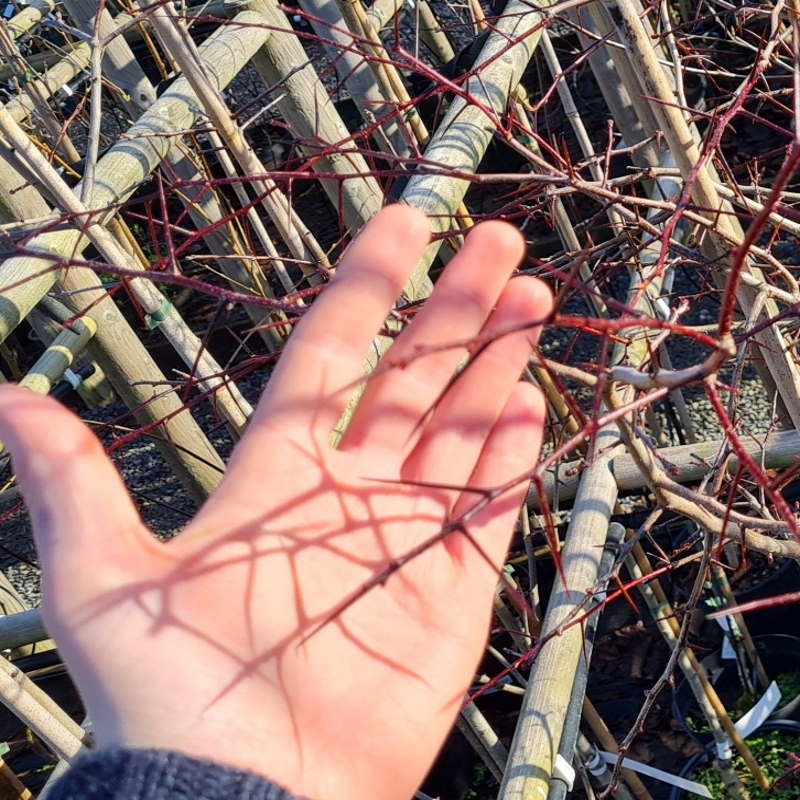 Crataegus tracyi 'Calamity Creek' - thorns in winter