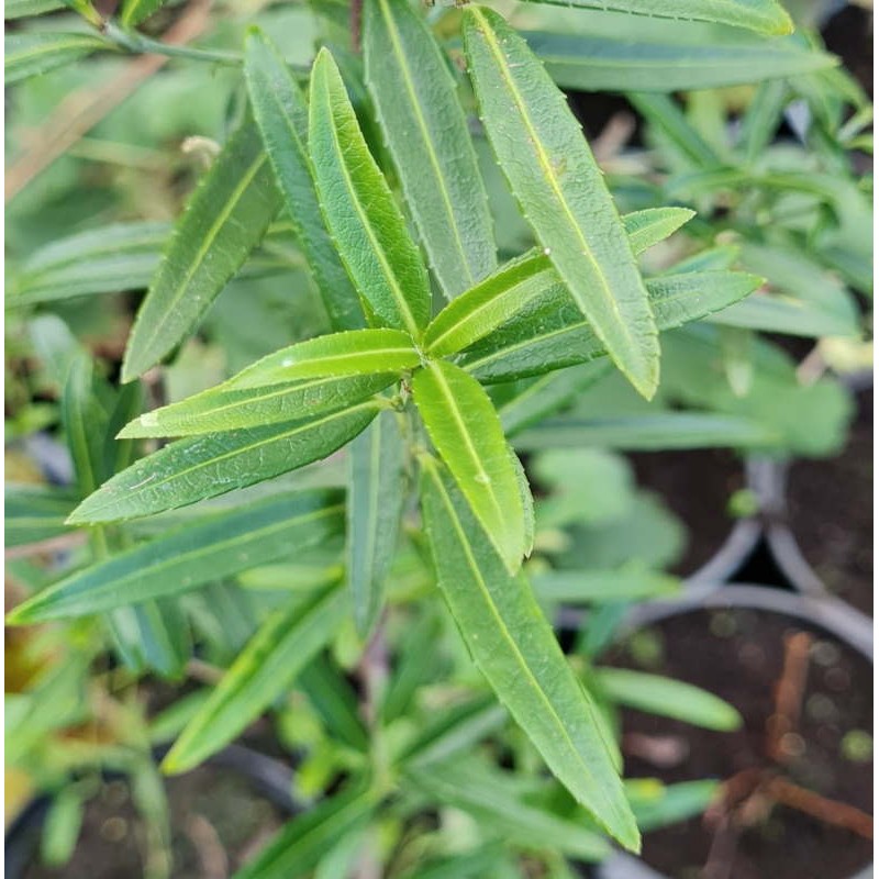 Euonymus tingens - evergreen leaves