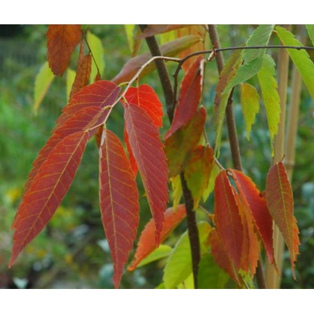 Zelkova serrata Green Vase - autumn colour
