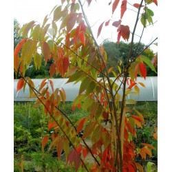 Zelkova serrata Green Vase - autumn colour on a young plant