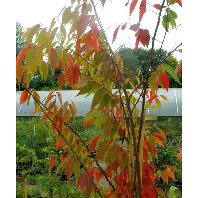 Zelkova serrata Green Vase - autumn colour on a young plant