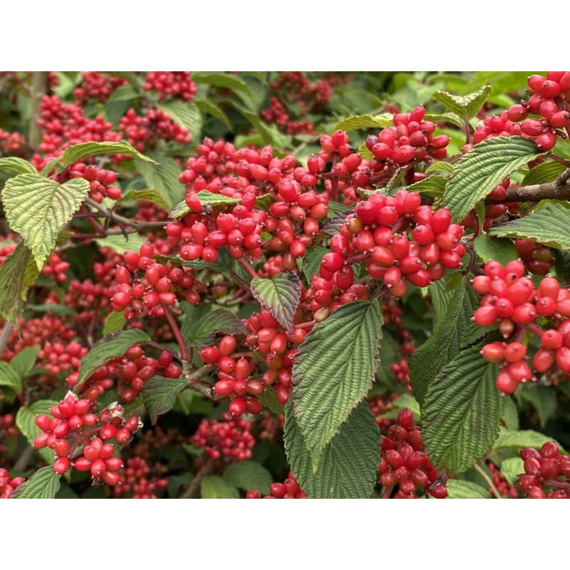 Viburnum plicatum 'Kilimanjaro Sunrise' - berries