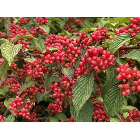 Viburnum plicatum 'Kilimanjaro Sunrise' - berries