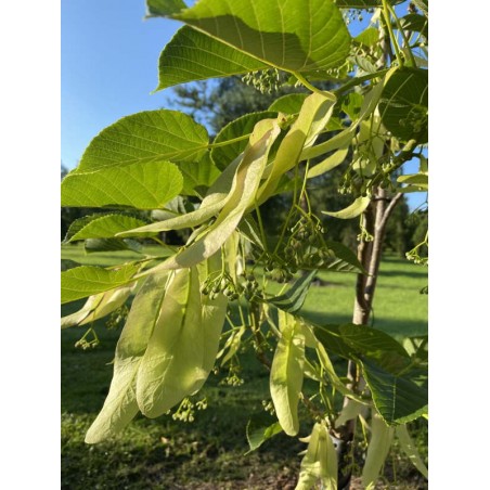 Tilia nobilis - flowers Tilia nobilis - flowers