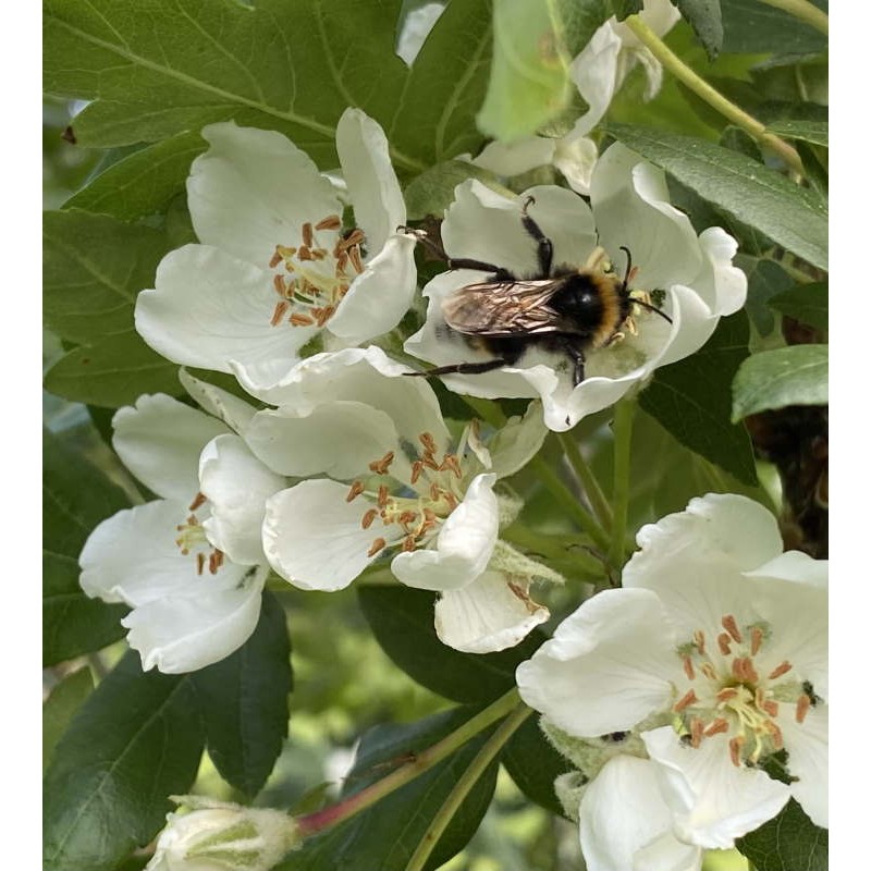 Malus trilobata - flowers and a bee