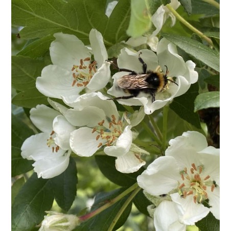 Malus trilobata - flowers and a bee Malus trilobata - flowers and a bee