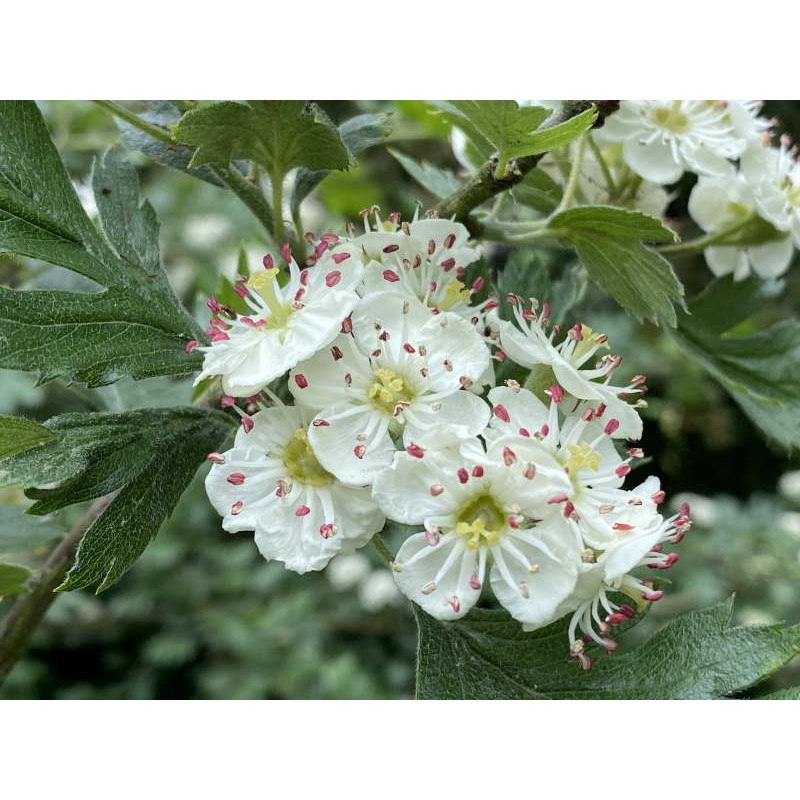 Crataegus schraderiana - flowers