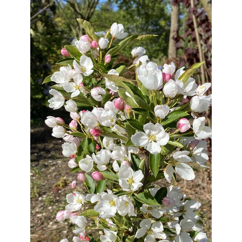 Malus 'Admiration' - flowers in Spring