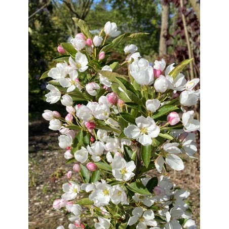 Malus 'Admiration' - flowers in Spring Malus 'Admiration' - flowers in Spring