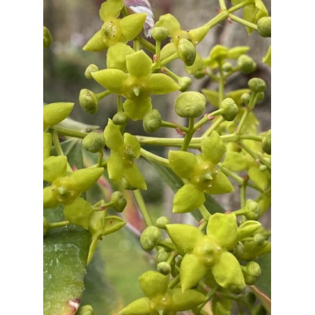 Euonymus wilsonii - flowers Euonymus wilsonii - flowers