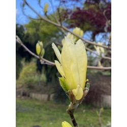 Magnolia x 'Butterflies' - spring flowers
