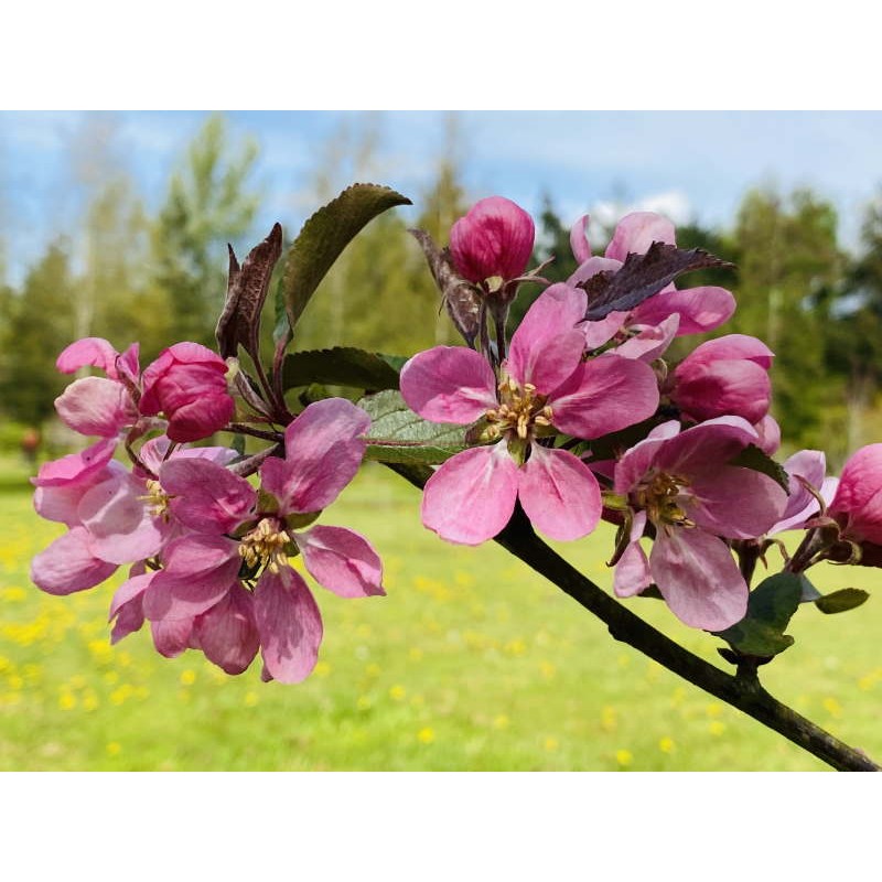 Malus 'Cowichan' - spring flowers