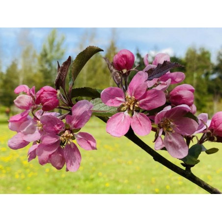 Malus 'Cowichan' - spring flowers Malus 'Cowichan' - spring flowers