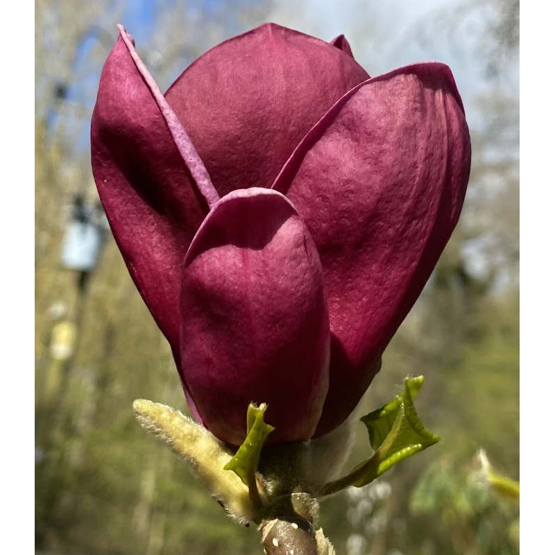 Magnolia 'Genie' - spring flower Magnolia 'Genie' - spring flower