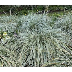 Carex oshimensis 'Everest' - planted in a group