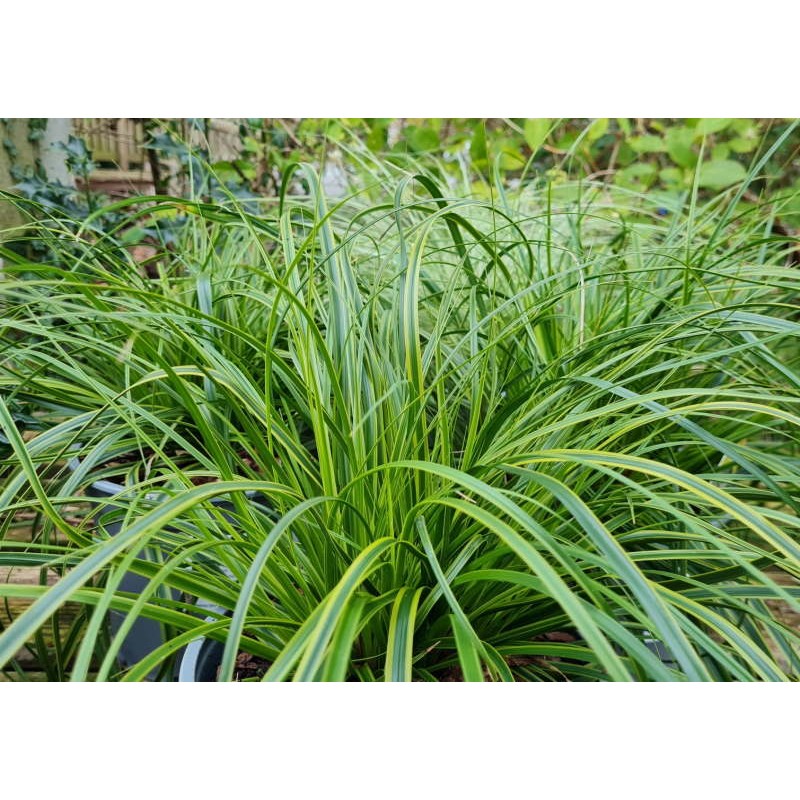 Carex oshimensis 'Everlime' - variegated leaves