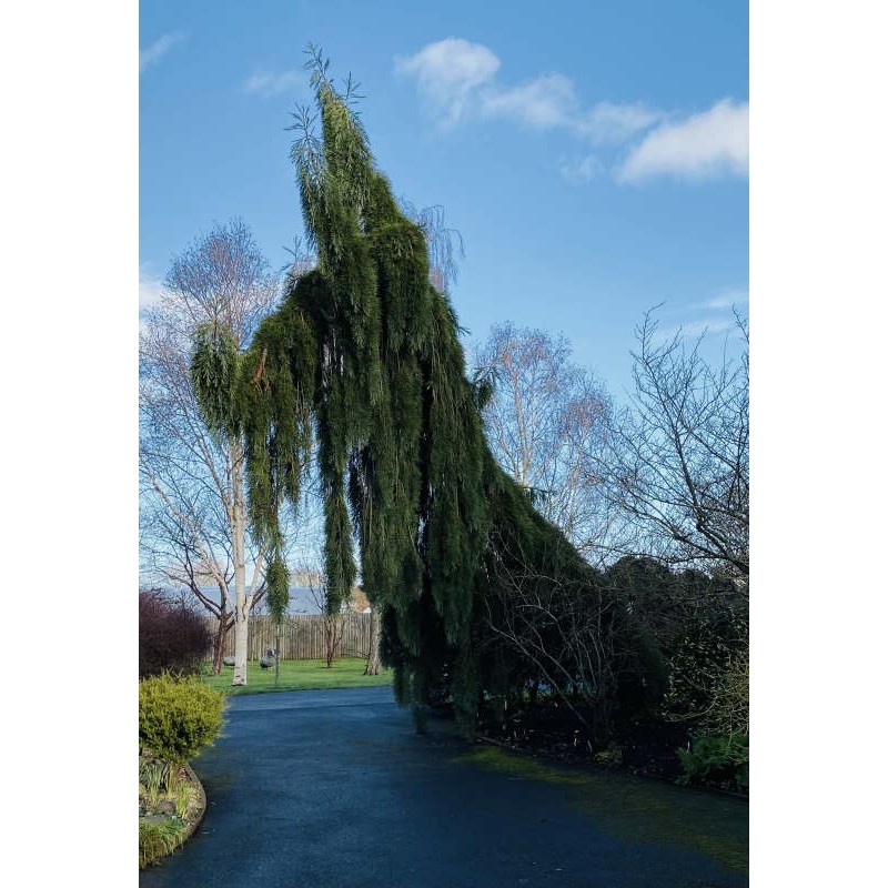 Sequoiadendron giganteum 'Pendula' - mature specimen