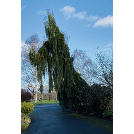 Sequoiadendron giganteum 'Pendula' - mature specimen