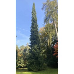 Picea omorika - established specimen