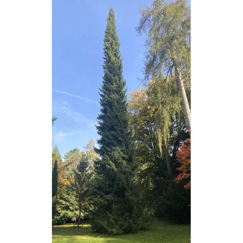 Picea omorika - established specimen