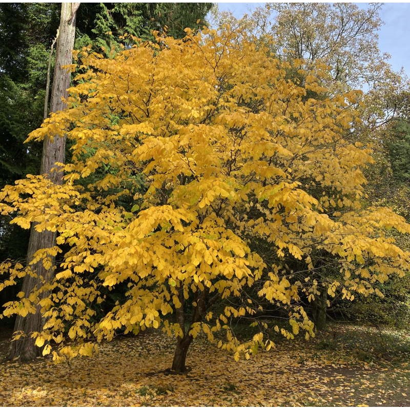 Cladrastis kentukea - autumn colour