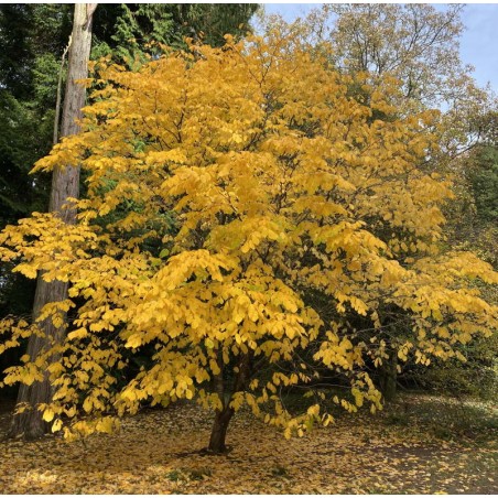 Cladrastis kentukea - autumn colour Cladrastis kentukea - autumn colour