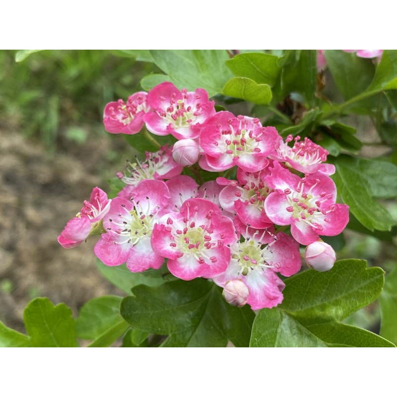 Crataegus laevigata 'Princess Sturdza' - late spring flowers