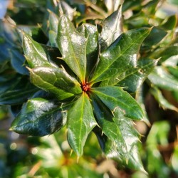 Berberis verruculosa - evergreen leaves