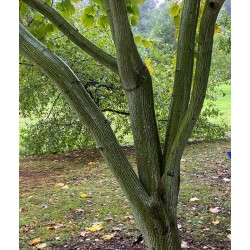 Acer tegmentosum - eye-catching bark on an established, branching tree