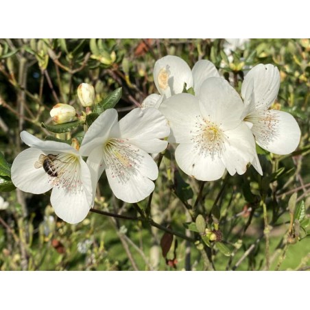 Eucryphia x intermedia 'Rostrevor' - summer flowers
