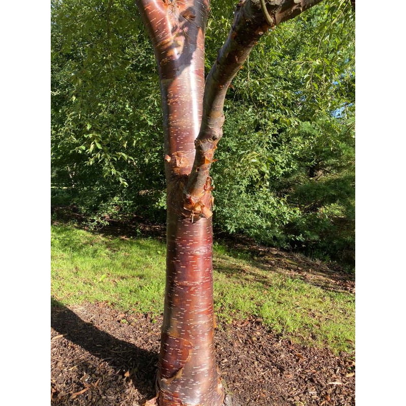 Betula utilis 'Wakehurst Place Chocolate' - dark bark